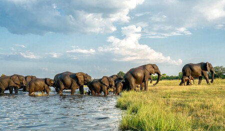 Elefantenherde am Wasserufer in Botswana: Singles & Alleinreisende buchen bei singlereisen.de