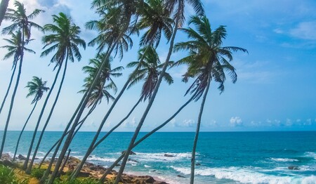 Singleurlaub Sri Lanka: Traumstrand an der Westküste für Singles & Alleinreisende.