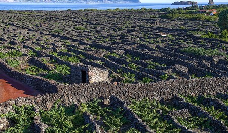 Blick auf die Weinbaufelder – Singlereise Azoren für Alleinreisende