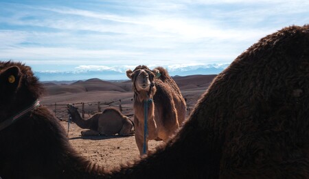 Im Sand ruhende Dromedare während einer Singlereise nach Marokko.