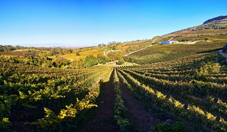 Weinberge von Beau Constantia Estate beim Singleurlaub Südafrika erleben.