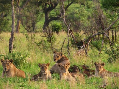 Löwenrudel im hohen Gras auf Safari: Singles & Alleinreisende buchen bei singlereisen.de
