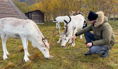 Ein Reiseteilnehmer hockt im herbstlich gefärbten Norden Norwegens neben zahmen, weißen Rentieren vor einem Holzzelt.