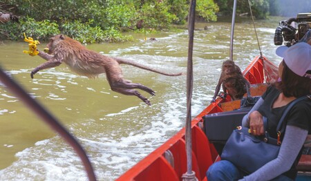 Bootstour in Samut Songkhram mit freilebenden Affen – Erlebnis einer Singlereise in Thailand