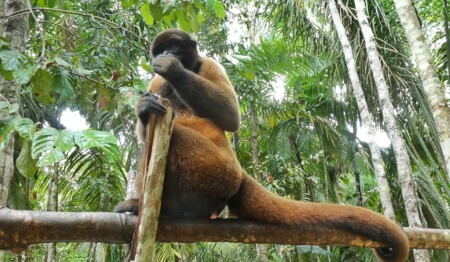 Singlereise Amazonas Kolumbien Dschungel: Alleinreisende entdecken die rosafarbenen Delfine und indigene Kultur.