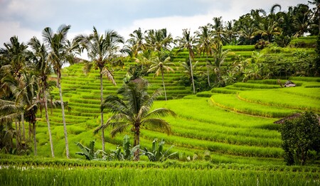 Tegallalang Reisterrassen auf Bali – grünes Highlight einer Singlereise mit singlereisen.de