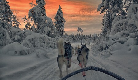 Husky Safari im Wintermärchen von Schweden mit singlereisen.de