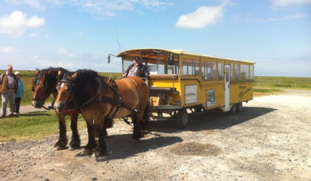 Singleurlaub an der Nordsee mit Ausflügen nur beim Testsieger singlereisen.de