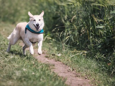 Auf diesen Singlereisen sind Hunde erlaubt