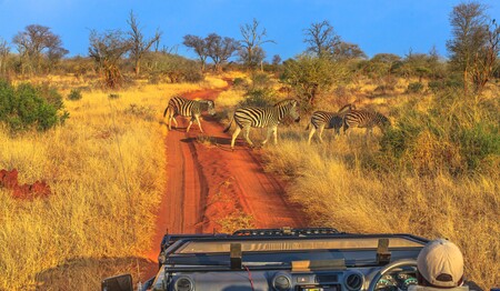 Safari mir Blick auf Zebras im Buschland: Singles & Alleinreisende buchen bei singlereisen.de