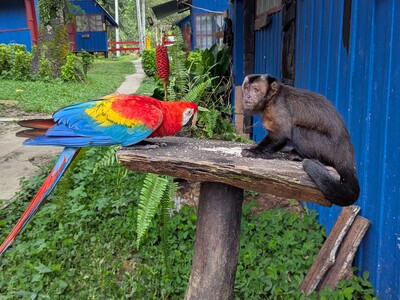 Singlereise Amazonas: Begegnung von Papagei und Affe auf einer Holzplattform.