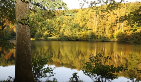 Wanderungen im Zauberwald im hessischen Spessart mit singlereisen.de