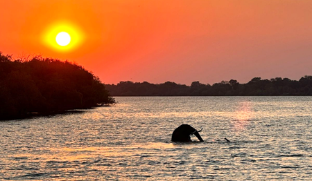 Elefant schwimmt im Sambesi im goldenen Abendlicht: Singles & Alleinreisende buchen bei singlereisen.de