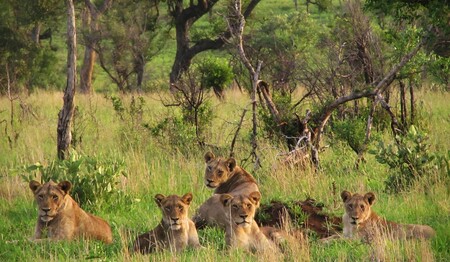 Löwenrudel im hohen Gras auf Safari: Singles & Alleinreisende buchen bei singlereisen.de