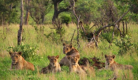Löwenrudel im hohen Gras auf Safari: Singles & Alleinreisende buchen bei singlereisen.de