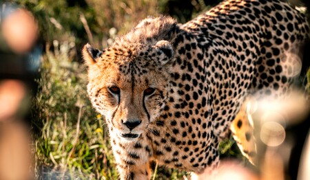 Singlereise Südafrika mit Besuch der Geparden im Ashia Cheetah Park für Singles & Alleinreisende