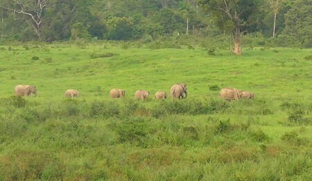 Elefantenbeobachtung im Kui Buri Nationalpark – Safari-Erlebnis auf Singlereise in Thailand