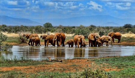 In Südafrika mit singlereisen.de auf Pirschfahrt im Addo Elephant Nationalpark