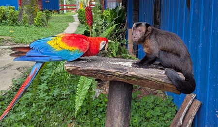 Singlereise Amazonas: Begegnung von Papagei und Affe auf einer Holzplattform.