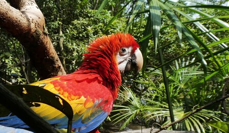Singlereise Amazonas Kolumbien Dschungel: Alleinreisende entdecken die rosafarbenen Delfine und indigene Kultur.