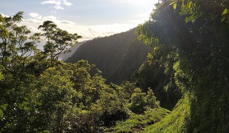 Dschungellandschaft auf São Jorge – Naturerlebnis auf Singlereise Azoren