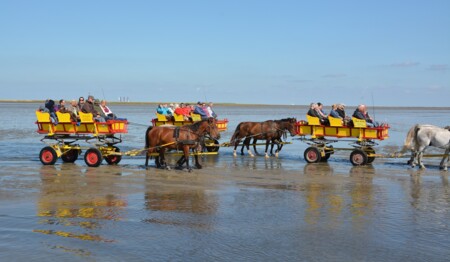 Singleurlaub nach Husum an der Nordsee buchen bei singlereisen.de