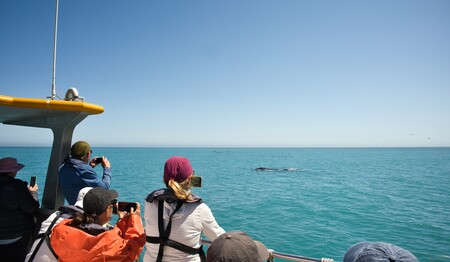 Spektakuläre Walsichtung für Singles & Alleinreisende im Singleurlaub Südafrika