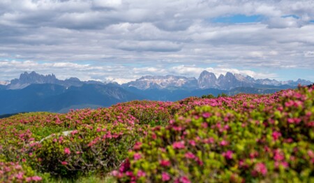 Wanderurlaub mit Alpenrosen in Südtirol  mit Singlereisen