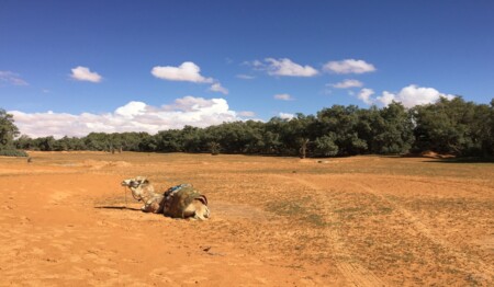 Beim Kameltrekking in der Sahara mit singlereisen.de die Faszination der Wüste entdecken