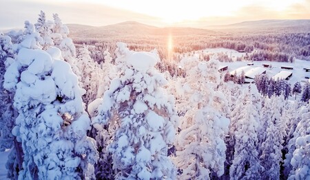 Verschneiter Winterwald bei Singlereisen in Schwedisch-Lappland für Singles & Alleinreisende.