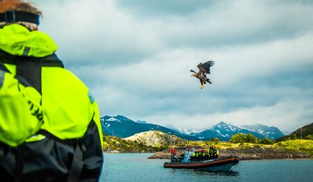 Ein großer Seeadler gleitet im Tiefflug über das Wasser, beobachtet von Singles & Alleinreisenden im RIB-Boot.