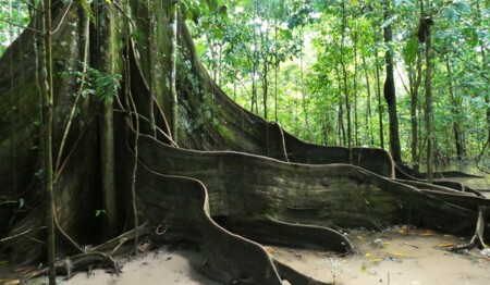Singlereise Amazonas Kolumbien Dschungel: Alleinreisende entdecken die rosafarbenen Delfine und indigene Kultur.