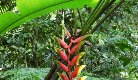 Singlereise Amazonas Kolumbien Dschungel: Alleinreisende entdecken die rosafarbenen Delfine und indigene Kultur.