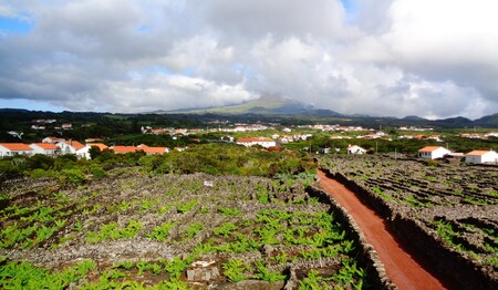 Weinfelder auf der Insel Pico – Singlereise Azoren