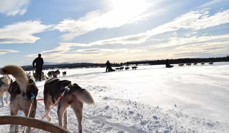 Ausflug mit dem Hundeschlitten in Schwedisch-Lappland bei Singlereisen für Singles & Alleinreisende.