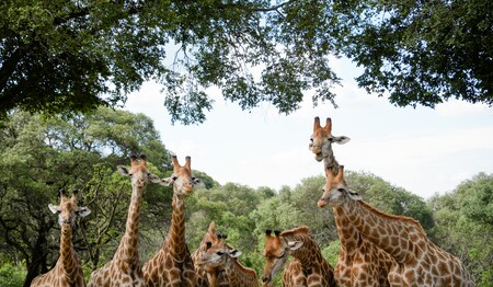 Giraffengruppe in freier Wildbahn auf Safari: Singles & Alleinreisende buchen bei singlereisen.de