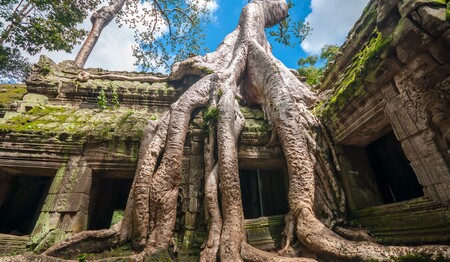 Singlereisen in Kambodscha: Gewaltige Baumwurzeln umschlingen die Ruinen des Ta Prohm Tempels in Angkor