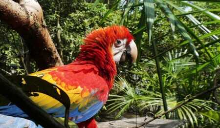 Singlereise Amazonas Kolumbien Dschungel: Alleinreisende entdecken die rosafarbenen Delfine und indigene Kultur.