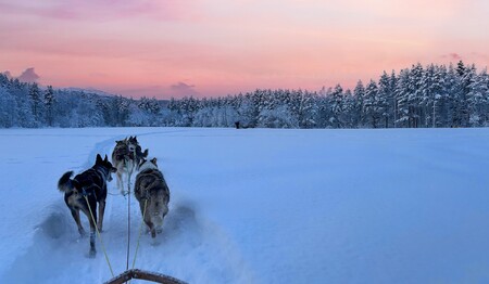 Winter-Abenteuer mit dem Hundeschlitten für Alleinreisende in Schweden bei singlereisen.de