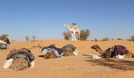 Beim Kameltrekking in der Sahara mit singlereisen.de die Faszination der Wüste entdecken