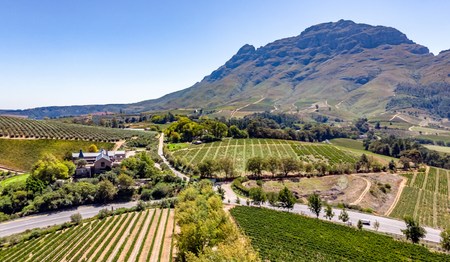 Luftaufnahme grüner Weinberg-Landschaften in Stellenbosch: Singles & Alleinreisende buchen bei singlereisen.de