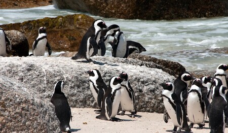 Afrikanische Pinguine am weißen Sandstrand von Boulders Beach während der Südafrika Gruppenreise für Singles & Alleinreisende.
