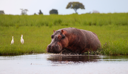 Nilpferd am flachen Flussufer in Botswana: Singles & Alleinreisende buchen bei singlereisen.de