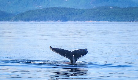 Die Schwanzflosse eines Buckelwals taucht vor der Küste von Tadoussac auf unseren Kanada-Singlereisen auf.