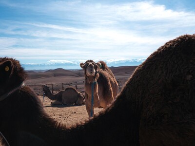 Im Sand ruhende Dromedare während einer Singlereise nach Marokko.