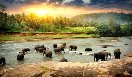 Singlereise Sri Lanka: Elefanten im Nationalpark für Singles & Alleinreisende.