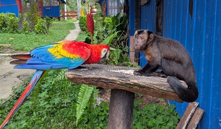 Singlereise Amazonas: Begegnung von Papagei und Affe auf einer Holzplattform.