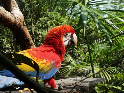 Singlereise Amazonas Kolumbien Dschungel: Alleinreisende entdecken die rosafarbenen Delfine und indigene Kultur.