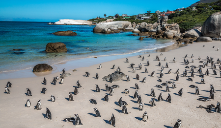 Brillenpinguine am Sandstrand von Boulders Beach nahe Kapstadt: Singles & Alleinreisende buchen bei singlereisen.de