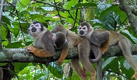 Singlereise Amazonas: Gruppe kleiner Totenkopfaffen im Geäst.